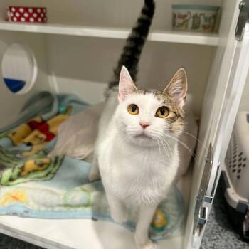 Rhea -  Domestic Short Hair and Tabby Cat for Adoption in Penn Yan, New York - Rhea | PetCurious