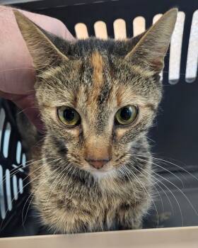 Rescue Domestic Short Hair Cats for Adoption in Lawrenceville, Georgia - Nf 6 | PetCurious