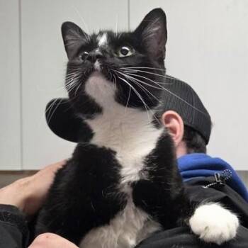 Domestic Short Hair Cats Available for Adoption in Worcester, Massachusetts - Hershey | PetCurious