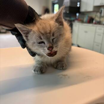 Domestic Short Hair Cats Available for Adoption in Huntington, West Virginia - Melissa | PetCurious