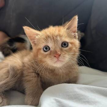 Gold -  Domestic Short Hair Cat for Adoption in Binghamton, New York - Gold | PetCurious