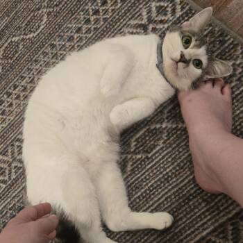 Lois Morano -  Domestic Short Hair Cat for Adoption in Los Angeles, California - Lois Morano | PetCurious