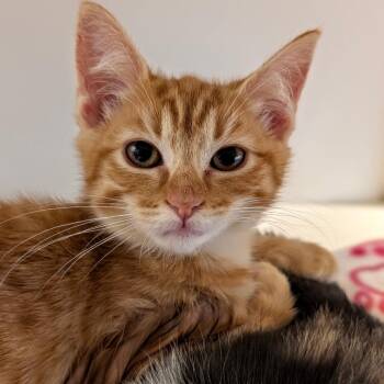 Naja -  Domestic Short Hair Cat for Adoption in Pleasanton, California - Naja | PetCurious