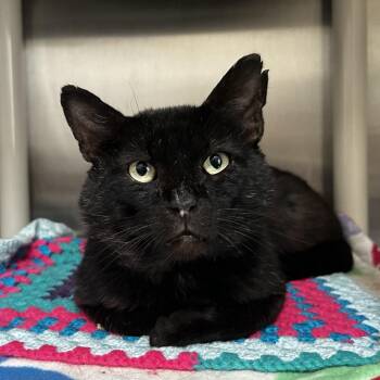 Vader -  Domestic Short Hair Cat for Adoption in Evanston, Illinois - Vader | PetCurious