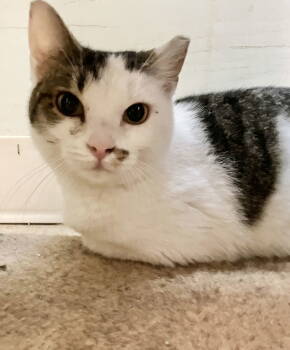 Rescue Tabby and Domestic Short Hair Cats for Adoption in Dublin, Ohio - Elodie | PetCurious
