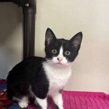 Prentiss -  Domestic Short Hair Cat for Adoption in Hutchinson, Minnesota - Prentiss | PetCurious