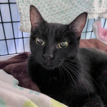 KittyUp -  Domestic Short Hair Cat for Adoption in Chicago, Illinois - KittyUp | PetCurious