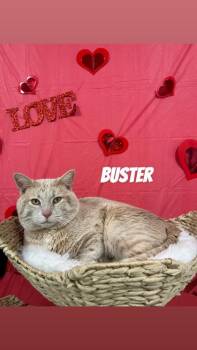 Domestic Short Hair Cats Available for Adoption in Cashiers, North Carolina - Buster | PetCurious