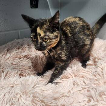 CARMEN -  Domestic Short Hair Cat for Adoption in Kalamazoo, Michigan - CARMEN | PetCurious
