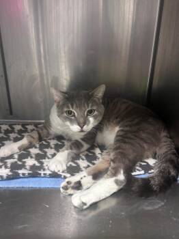 Domestic Short Hair Cats Available for Adoption in Meriden, Connecticut - Woody | PetCurious