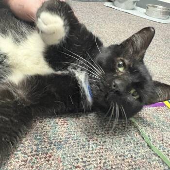 Domestic Short Hair Cats Available for Adoption - Laney | PetCurious