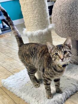 Torbie Cats Available for Adoption - Razzle | PetCurious