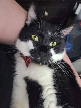 Domestic Medium Hair Cats Available for Adoption in Hillsboro, Oregon - TYRION #1887 - Offered By Owner | PetCurious