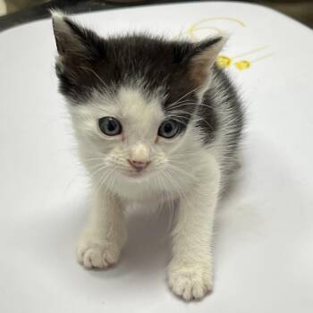 Nelson -  Domestic Short Hair Cat for Adoption in Lufkin, Texas - Nelson | PetCurious