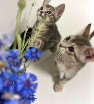 Fred & Oliver -  Tabby Cat Available for Adoption in The Dalles, Oregon - Fred & Oliver | PetCurious