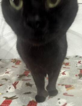 Domestic Short Hair Cats Available for Adoption - Xander | PetCurious