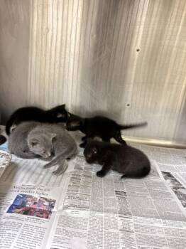 BINGO -  Russian Blue and Domestic Short Hair Cat for Adoption in Texas City, Texas - BINGO | PetCurious