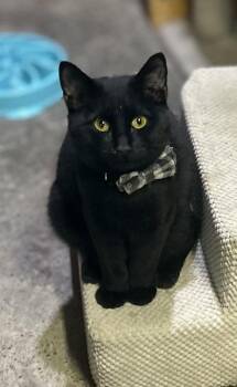 Rescue Domestic Short Hair Cats for Adoption in Philadelphia, Pennsylvania - Robert | PetCurious