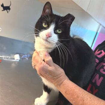 Soda Pop -  Domestic Short Hair Cat Available for Adoption in Ponca City, Oklahoma - Soda Pop | PetCurious
