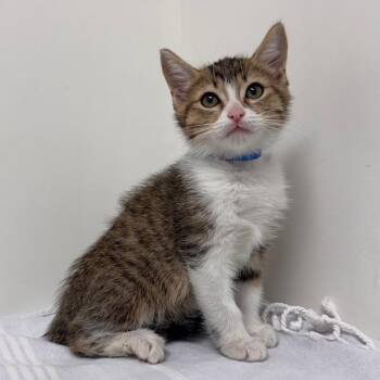 Orzo -  Domestic Short Hair Cat for Adoption in Lakewood, California - Orzo | PetCurious