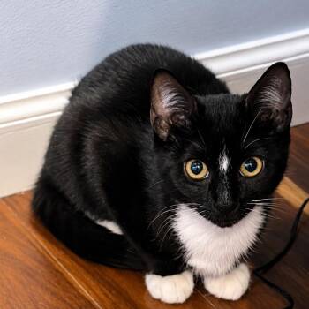 Jokes -  Domestic Short Hair Cat for Adoption in Hopkinton, Massachusetts - Jokes | PetCurious