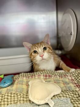 Rescue Domestic Short Hair Cats for Adoption in Indiana, Pennsylvania - Tomato | PetCurious