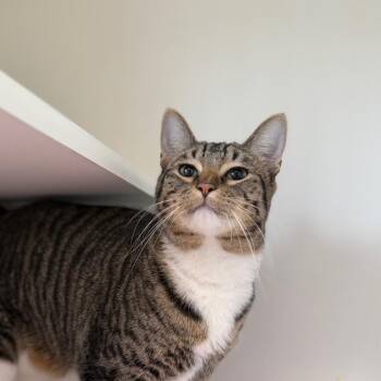 Joey -  Domestic Short Hair Cat for Adoption in Tulsa, Oklahoma - Joey | PetCurious