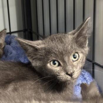 Octavius -  Domestic Short Hair Cat for Adoption in Davenport, Iowa - Octavius | PetCurious