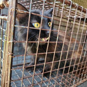 Phyllis -  Domestic Long Hair Cat for Adoption in Birmingham, Alabama - Phyllis | PetCurious