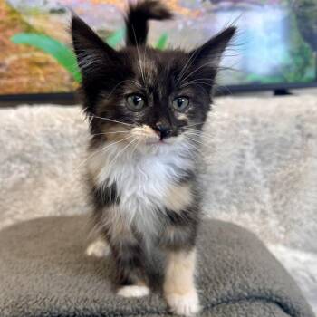Shannon -  Domestic Medium Hair Cat for Adoption in Medford, Oregon - Shannon | PetCurious