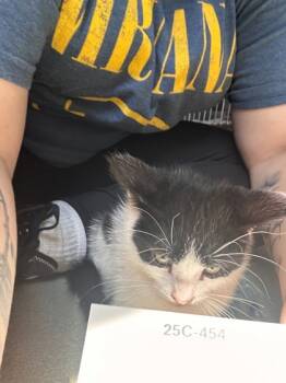 Rescue Domestic Short Hair Cats for Adoption in Willmar, Minnesota - Suri | PetCurious
