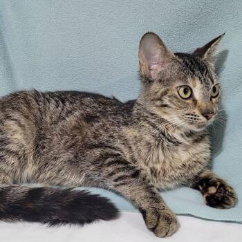 Rayne -  Domestic Short Hair Cat for Adoption in Traverse City, Michigan - Rayne | PetCurious