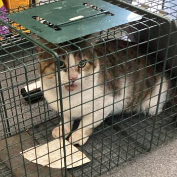 Domestic Short Hair Cats Available for Adoption in Montgomery, Alabama - Macho Man | PetCurious