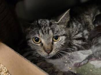 Diorite -  Domestic Short Hair Cat for Adoption in Westland, Michigan - Diorite | PetCurious