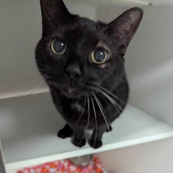 Tinkerbell -  Domestic Short Hair Cat for Adoption in Jeffersonville, Indiana - Tinkerbell | PetCurious