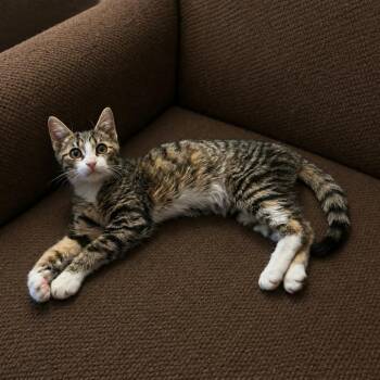 Domestic Short Hair Cats Available for Adoption in Rocky Mount, Virginia - Petey Pablo | PetCurious