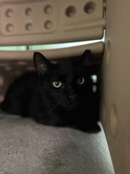 Robbie -  Domestic Short Hair Cat Available for Adoption in Hot Springs, Arkansas - Robbie | PetCurious