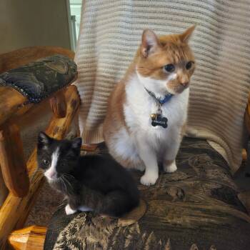 Irene -  Domestic Short Hair Cat for Adoption in Kent, Washington - Irene | PetCurious