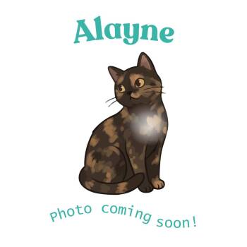 Alayne -  American Shorthair Cat Available for Adoption in Houston, Texas - Alayne | PetCurious