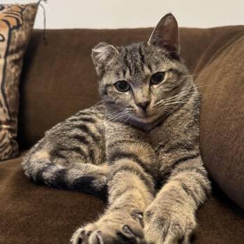 Titi MUST BE ADOPTED AS A BUDDY CAT -  Domestic Short Hair Cat for Adoption in Toronto, Ontario - Titi MUST BE ADOPTED AS A BUDDY CAT | PetCurious