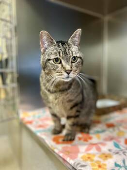 Bucatini -  Domestic Short Hair Cat Available for Adoption in Dayton, Ohio - Bucatini | PetCurious