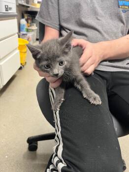 Domestic Short Hair Cats Available for Adoption in Hopkinsville, Kentucky - Sliver | PetCurious