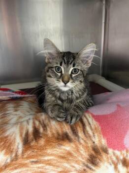 Annie Oakley -  Domestic Long Hair Cat for Adoption in Detroit, Michigan - Annie Oakley | PetCurious