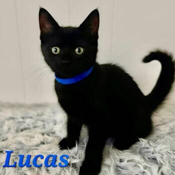 Lucas -  Domestic Short Hair Cat Available for Adoption in NEW PT RICHEY, Florida - Lucas | PetCurious