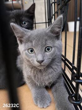 Murphy -  Domestic Short Hair Cat for Adoption in Dalton, Georgia - Murphy | PetCurious