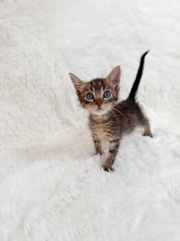 Tabby Cats Available for Adoption in New Orleans, Louisiana - Ena | PetCurious