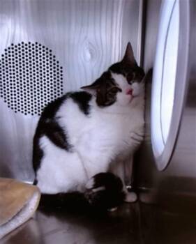 Domestic Short Hair Cats Available for Adoption in Albuquerque, New Mexico - JERRY | PetCurious