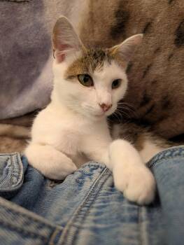 Choopy -  Domestic Short Hair Cat for Adoption in Rocky Ridge, Maryland - Choopy | PetCurious