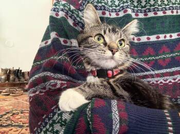 Domestic Medium Hair Cats Available for Adoption in Minneapolis, Minnesota - Bailey | PetCurious
