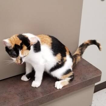 Bella -  Domestic Short Hair Cat Available for Adoption in Portland, Texas - Bella | PetCurious